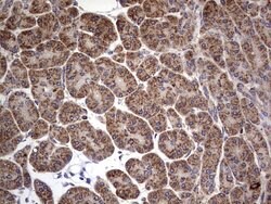 Invitrogen DOCK8 Monoclonal Antibody (OTI4H10) 100 &mu;L; Unconjugated:Antibodies,