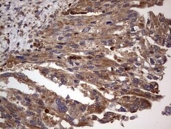 Invitrogen DOCK8 Monoclonal Antibody (OTI4H10) 100 &mu;L; Unconjugated:Antibodies,