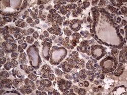 Invitrogen DOCK8 Monoclonal Antibody (OTI4H10) 100 &mu;L; Unconjugated:Antibodies,