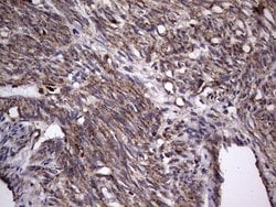 Invitrogen DOCK8 Monoclonal Antibody (OTI4H10) 100 &mu;L; Unconjugated:Antibodies,