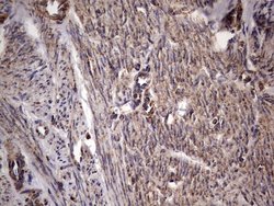 Invitrogen DOCK8 Monoclonal Antibody (OTI4H10) 100 &mu;L; Unconjugated:Antibodies,