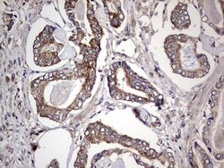 Invitrogen DOCK8 Monoclonal Antibody (OTI4H10) 100 &mu;L; Unconjugated:Antibodies,