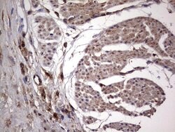 Invitrogen DOCK8 Monoclonal Antibody (OTI4H10) 100 &mu;L; Unconjugated:Antibodies,