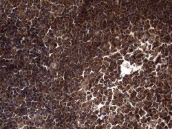 Invitrogen DOCK8 Monoclonal Antibody (OTI4H10) 100 &mu;L; Unconjugated:Antibodies,