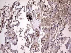 Invitrogen DOCK8 Monoclonal Antibody (OTI4H10) 100 &mu;L; Unconjugated:Antibodies,
