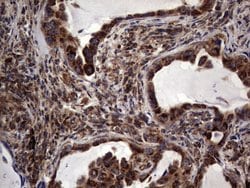 Invitrogen DOCK8 Monoclonal Antibody (OTI4H10) 100 &mu;L; Unconjugated:Antibodies,