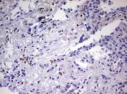 Invitrogen PRRX1 Monoclonal Antibody (OTI2B2) 100 &mu;L; Unconjugated:Antibodies,