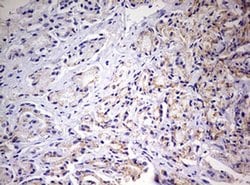 Invitrogen PRRX1 Monoclonal Antibody (OTI2B2) 100 &mu;L; Unconjugated:Antibodies,