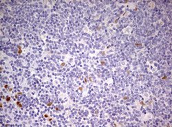 Invitrogen PRRX1 Monoclonal Antibody (OTI2B2) 100 &mu;L; Unconjugated:Antibodies,
