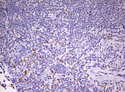 Invitrogen PRRX1 Monoclonal Antibody (OTI2B2) 100 &mu;L; Unconjugated:Antibodies,