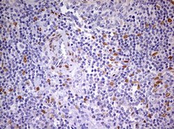 Invitrogen PRRX1 Monoclonal Antibody (OTI2B2) 100 &mu;L; Unconjugated:Antibodies,