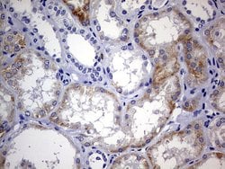 Invitrogen ARL3 Monoclonal Antibody (OTI3A10) 100 μL; Unconjugated:Antibodies,