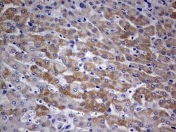 Invitrogen ARL3 Monoclonal Antibody (OTI3A10) 100 μL; Unconjugated:Antibodies,