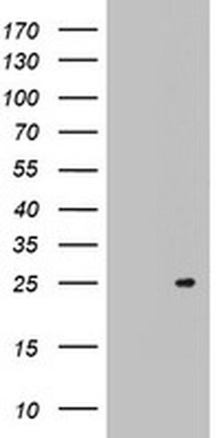 Invitrogen ARL3 Monoclonal Antibody (OTI3A10) 100 μL; Unconjugated:Antibodies,