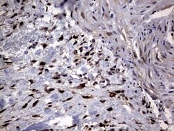 Invitrogen PRRX1 Monoclonal Antibody (OTI6A4) 100 &mu;L; Unconjugated:Antibodies,