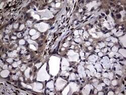 Invitrogen PRRX1 Monoclonal Antibody (OTI6A4) 100 &mu;L; Unconjugated:Antibodies,