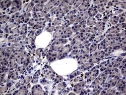 Invitrogen PRRX1 Monoclonal Antibody (OTI6A4) 100 &mu;L; Unconjugated:Antibodies,