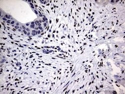 Invitrogen PRRX1 Monoclonal Antibody (OTI6A4) 100 &mu;L; Unconjugated:Antibodies,