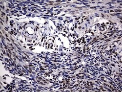 Invitrogen PRRX1 Monoclonal Antibody (OTI6A4) 100 &mu;L; Unconjugated:Antibodies,