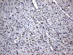 Invitrogen PRRX1 Monoclonal Antibody (OTI6A4) 100 &mu;L; Unconjugated:Antibodies,