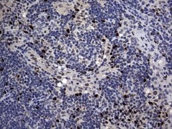 Invitrogen PRRX1 Monoclonal Antibody (OTI6A4) 100 &mu;L; Unconjugated:Antibodies,