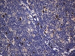 Invitrogen PRRX1 Monoclonal Antibody (OTI6A4) 100 &mu;L; Unconjugated:Antibodies,