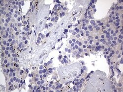 Invitrogen PRRX1 Monoclonal Antibody (OTI1E10) 100 &mu;L | Buy Online | Invitrogen&trade; | Fisher Scientific