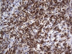 Invitrogen PRRX1 Monoclonal Antibody (OTI1E10) 100 &mu;L | Buy Online | Invitrogen&trade; | Fisher Scientific