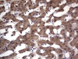 Invitrogen PRRX1 Monoclonal Antibody (OTI1E10) 100 &mu;L | Buy Online | Invitrogen&trade; | Fisher Scientific