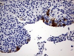 Invitrogen RBFOX1 Monoclonal Antibody (OTI1F7) 100 &mu;L; Unconjugated:Antibodies,