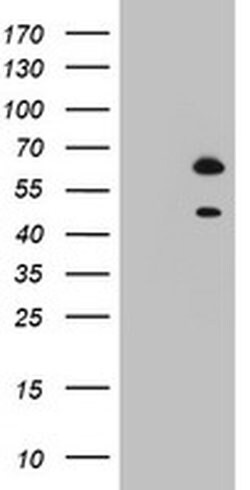 Invitrogen RBFOX1 Monoclonal Antibody (OTI1F7) 100 &mu;L; Unconjugated:Antibodies,