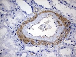 Invitrogen KLHL12 Monoclonal Antibody (OTI4E1) 100 &mu;L; Unconjugated:Antibodies,