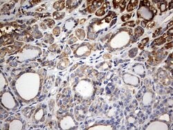 Invitrogen KLHL12 Monoclonal Antibody (OTI4E1) 100 &mu;L; Unconjugated:Antibodies,