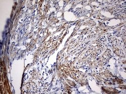 Invitrogen KLHL12 Monoclonal Antibody (OTI4E1) 100 &mu;L; Unconjugated:Antibodies,