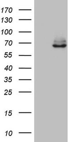 Invitrogen KLHL12 Monoclonal Antibody (OTI4E1) 100 &mu;L; Unconjugated:Antibodies,