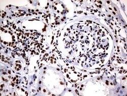 Invitrogen DDX56 Monoclonal Antibody (OTI11H7) 100 &mu;L; Unconjugated:Antibodies,