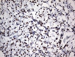 Invitrogen DDX56 Monoclonal Antibody (OTI11H7) 100 &mu;L; Unconjugated:Antibodies,