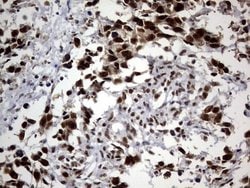 Invitrogen DDX56 Monoclonal Antibody (OTI11H7) 100 &mu;L; Unconjugated:Antibodies,