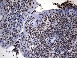 Invitrogen DDX56 Monoclonal Antibody (OTI11H7) 100 &mu;L; Unconjugated:Antibodies,