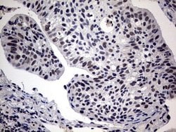 Invitrogen SAP30BP Monoclonal Antibody (OTI4H1) 100 &mu;L; Unconjugated:Antibodies,