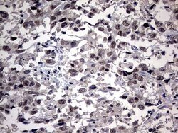 Invitrogen SAP30BP Monoclonal Antibody (OTI4H1) 100 &mu;L; Unconjugated:Antibodies,