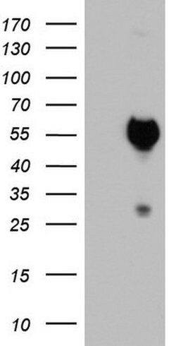 Invitrogen SAP30BP Monoclonal Antibody (OTI4H1) 100 &mu;L; Unconjugated:Antibodies,