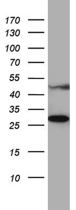 Invitrogen MRPS7 Monoclonal Antibody (OTI5E11) 100 &mu;L; Unconjugated:Antibodies,