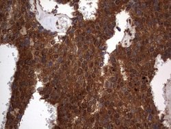 Invitrogen Macro H2A.2 Monoclonal Antibody (OTI1C2) 100 &mu;L; Unconjugated:Antibodies,
