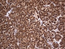 Invitrogen Macro H2A.2 Monoclonal Antibody (OTI1C2) 100 &mu;L; Unconjugated:Antibodies,