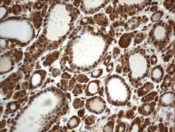 Invitrogen Macro H2A.2 Monoclonal Antibody (OTI1C2) 100 &mu;L; Unconjugated:Antibodies,