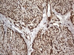 Invitrogen Macro H2A.2 Monoclonal Antibody (OTI1C2) 100 &mu;L; Unconjugated:Antibodies,