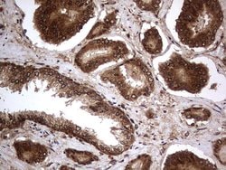Invitrogen Macro H2A.2 Monoclonal Antibody (OTI1C2) 100 &mu;L; Unconjugated:Antibodies,