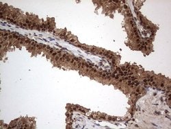 Invitrogen Macro H2A.2 Monoclonal Antibody (OTI1C2) 100 &mu;L; Unconjugated:Antibodies,