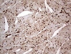 Invitrogen Macro H2A.2 Monoclonal Antibody (OTI1C2) 100 &mu;L; Unconjugated:Antibodies,